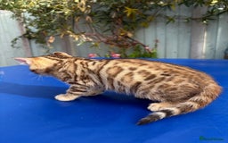 Keetso cats for sale: Stunning golden keetsos  - Image 28
