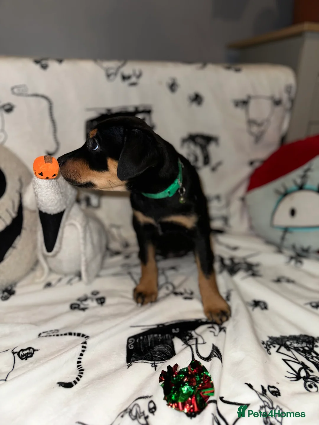 Mixed Breed dogs for sale: 10 Rottweiler cross Doberman pups - Advert 4
