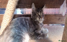 Maine Coon cats for sale: Maine coon purebred pedigre xl in Barnsley - Image 28