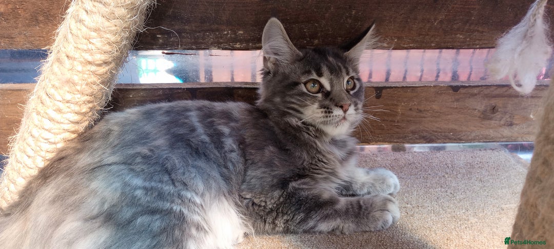 Maine Coon cats for sale: Maine coon purebred pedigre xl in Barnsley - Image 28