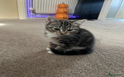 Domestic Shorthair cats for sale: 3 female kittens  - Image 12