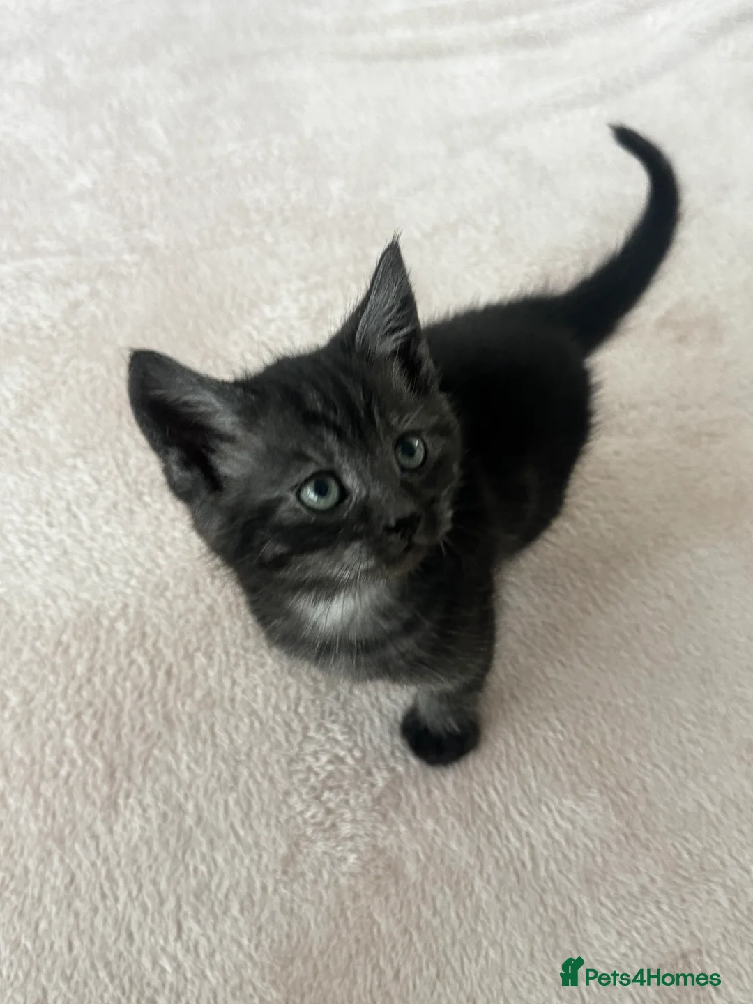 British Longhair cats for sale: British longhair and shorthair kittens - Advert 12