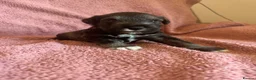 Miniature Schnauzer dogs for sale: Miniature schnauzer puppies  - Advert 10