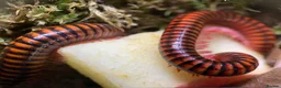 Millipedes invertebrates for sale: Centrobolus fulgidus, Black Fire Millipedes - Advert 2