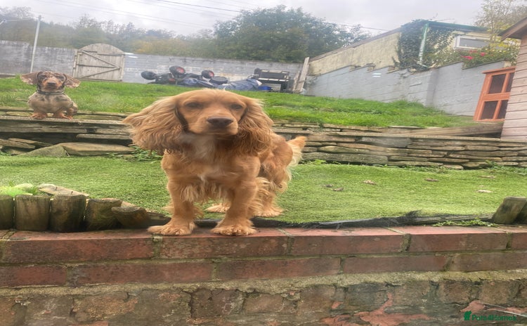 Cocker Spaniel dogs - Advert 9
