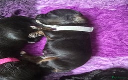 Cockapoo dogs for sale: Stunning American Cockapoos  - Image 18