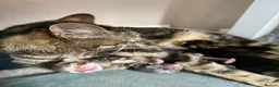 Mixed Breed cats for sale: Lovely Litter Of Mixed Kittens in Hull - Advert 2