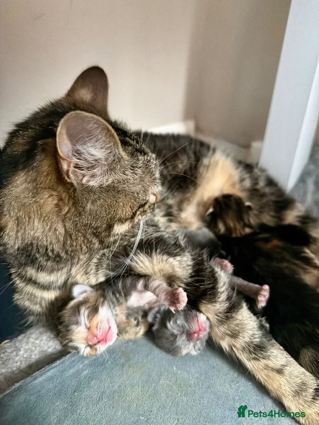Mixed Breed cats for sale: Lovely Litter Of Mixed Kittens in Hull - Advert 2