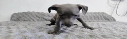 Whippet dogs for sale: (Solid) Blue Whippet KC Registered Puppies - Advert 14