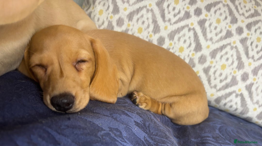 Miniature Dachshund dogs for sale: 🐶 Miniature Smooth Haired Dachshunds. KC REG. 🐶  - Image 8