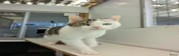 Mixed Breed cats for adoption: Brother and Sister Cats Available for Adoption - Advert 2