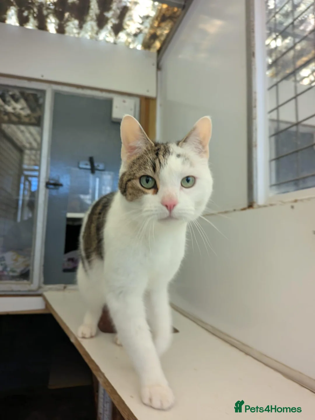 Mixed Breed cats for adoption: Brother and Sister Cats Available for Adoption - Advert 2
