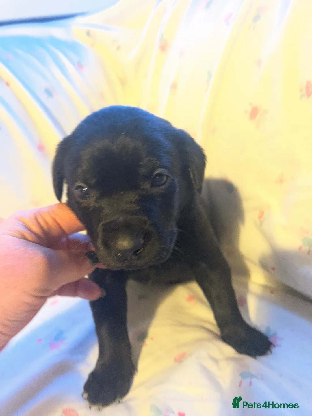 Labrador Retriever dogs for sale: KC Registered Labrador Puppies - Advert 8