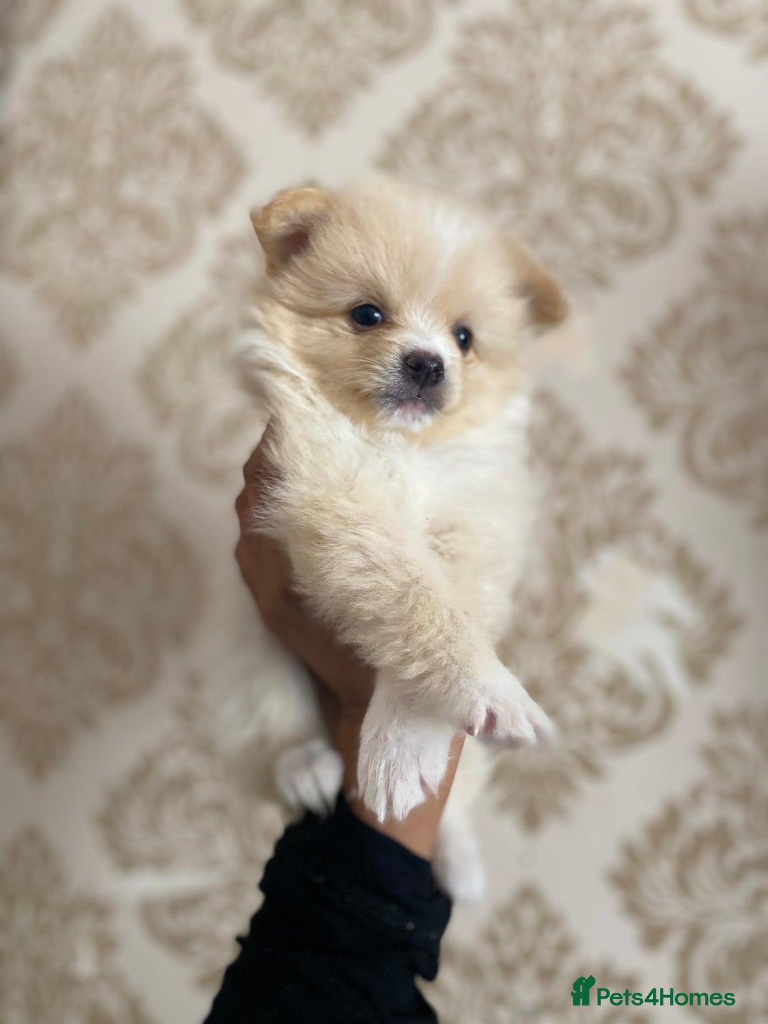 Pomeranian dogs for sale: Beautiful Russian bloodline Pomeranian puppies - Image 4