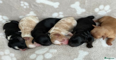 Cavapoo dogs - Advert 14