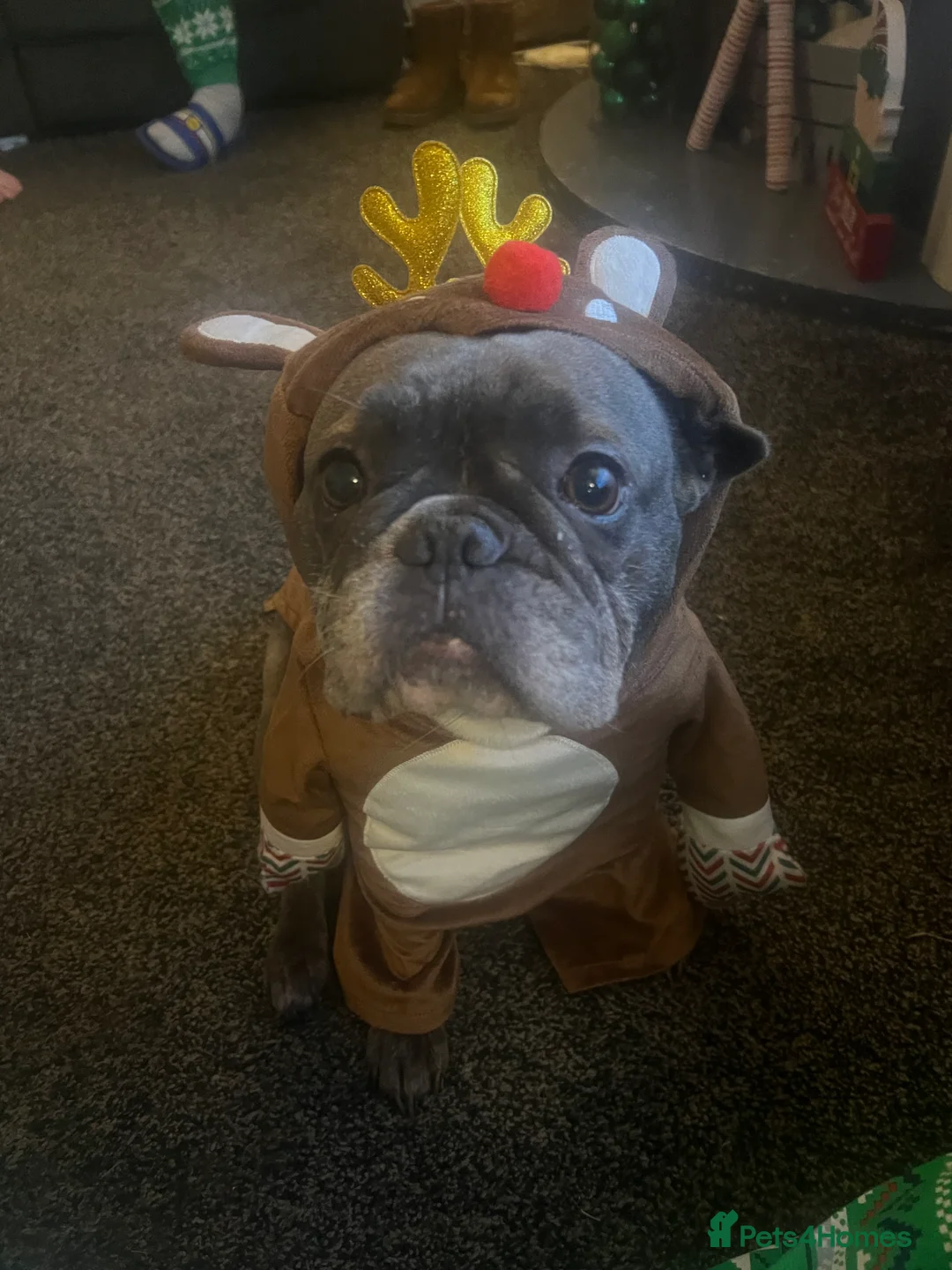 Frug dogs for sale: NOT PUPPY. 7 YEAR OLD FRUG  - Advert 4