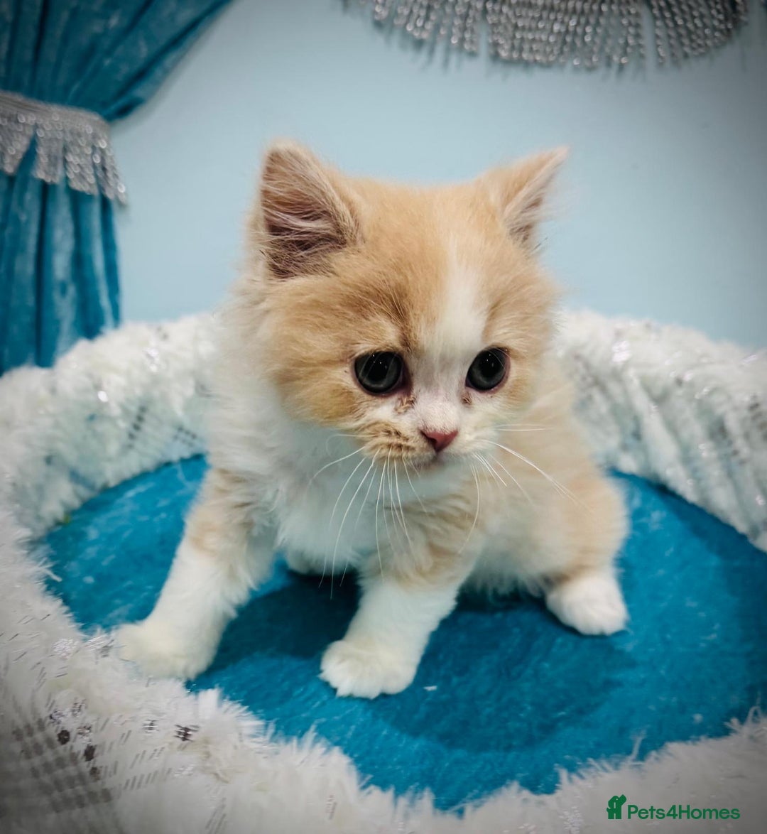 Turkish Angora cats for sale: Angora cross Persian kittens 🐱  - Image 8