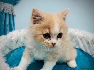 Turkish Angora cats - Advert 2