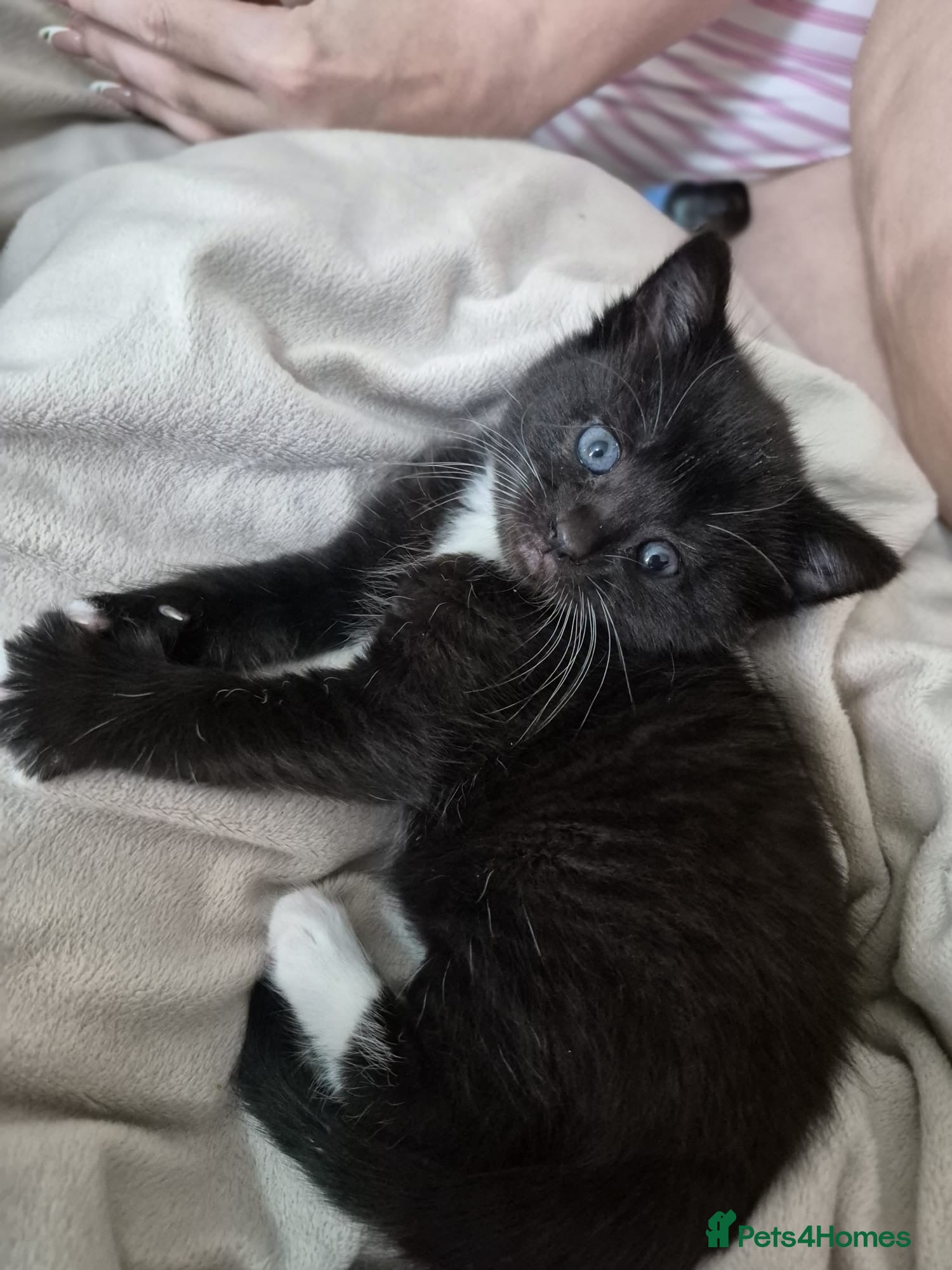 Mixed Breed cats Beautiful Kittens Ready for Loving Homes - Advert 13