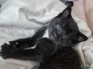 Mixed Breed cats Beautiful Kittens Ready for Loving Homes - Advert 2