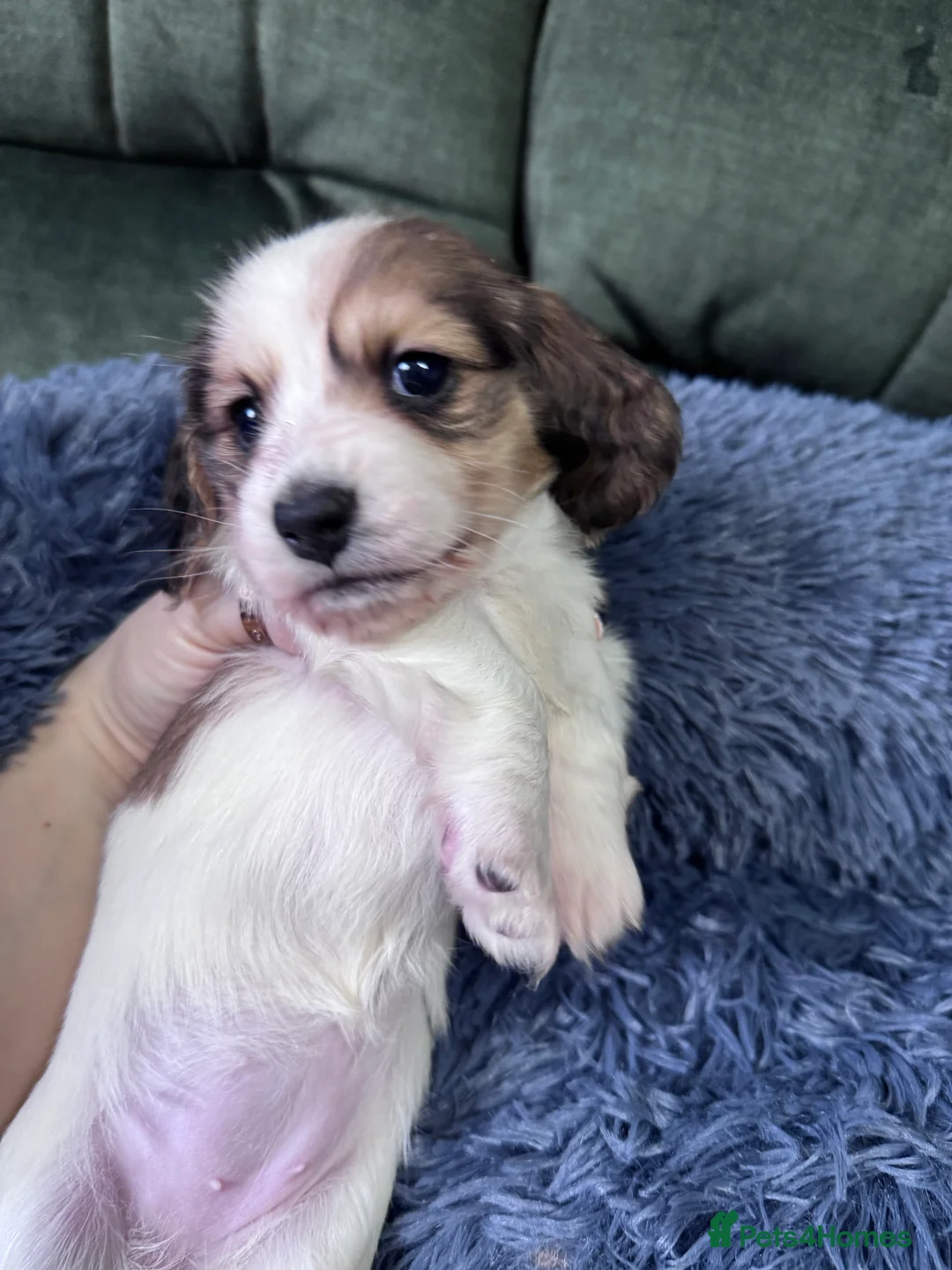 Miniature Dachshund dogs for sale: 2 piebald miniature long haired dachshund puppies  - Advert 3