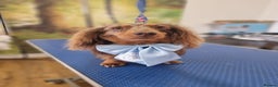 Miniature Dachshund dogs for sale: Female chocolate silver dapple long haired  - Advert 1