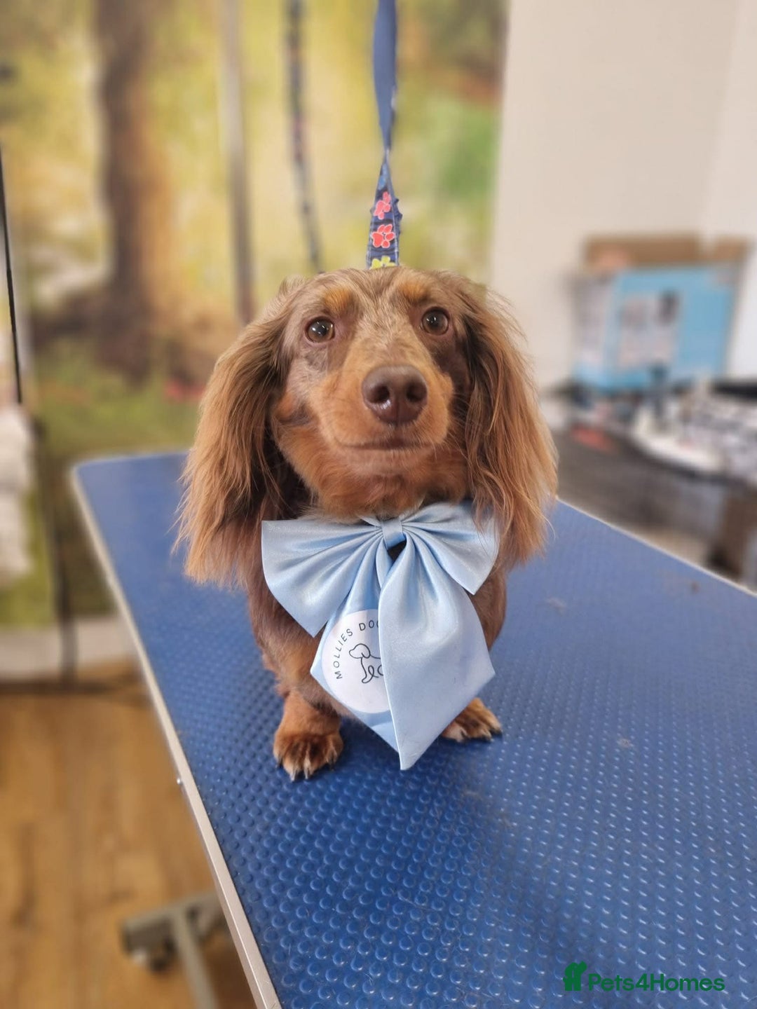 Miniature Dachshund dogs for sale: Female chocolate silver dapple long haired  - Advert 1