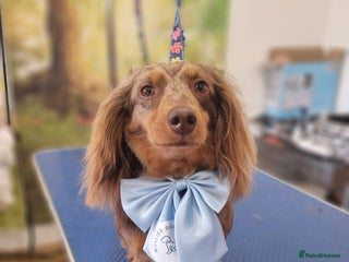 Miniature Dachshund dogs Female chocolate silver dapple long haired - Advert 1