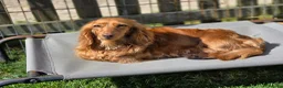 Miniature Dachshund dogs for sale: Beautiful red longhaired boy  - Advert 3