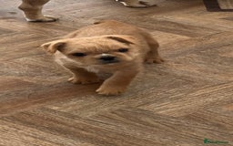French Bulldog dogs for sale: Beautiful male French bulldog  - Image 5