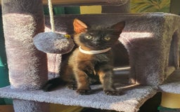 British Shorthair cats for sale: British Shorthair Kittens for sale - Image 6