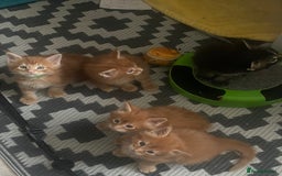 Maine Coon cats for sale: Maine Coon Kittens – Ready 18th October 🏡 - Image 9