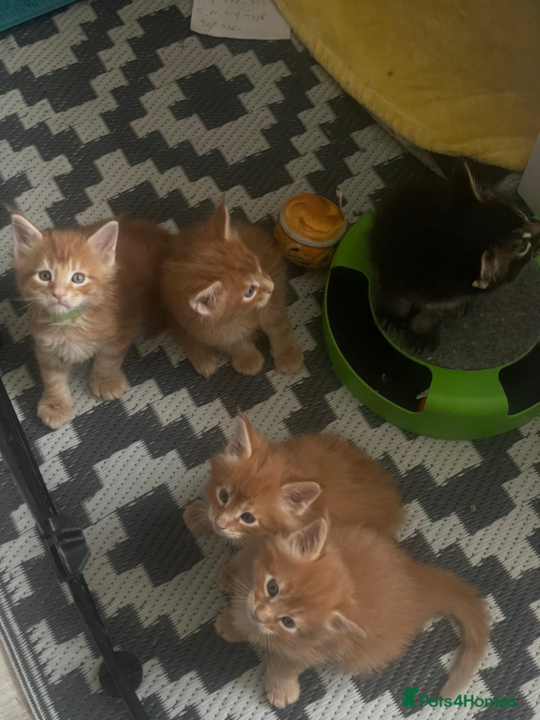 Maine Coon cats for sale: Maine Coon Kittens – Ready 18th October 🏡 - Image 9