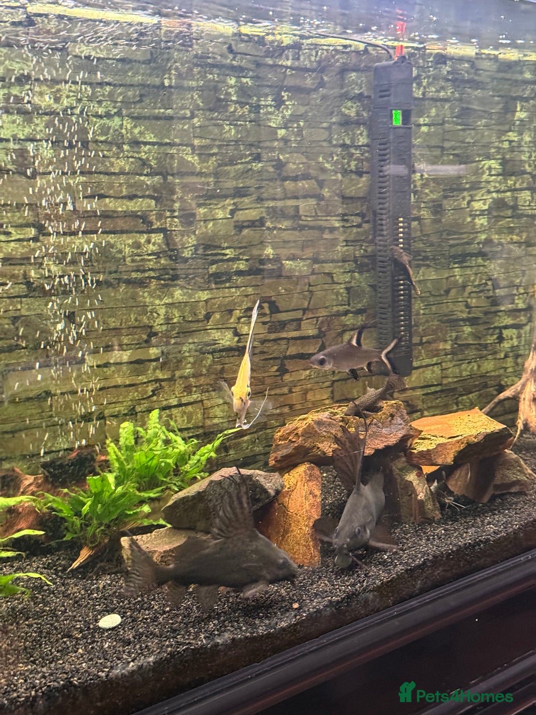 Catfish fish for sale: Tropical fish for sale - Advert 1