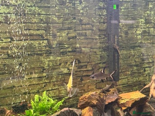 Catfish fish Tropical fish for sale - Advert 1