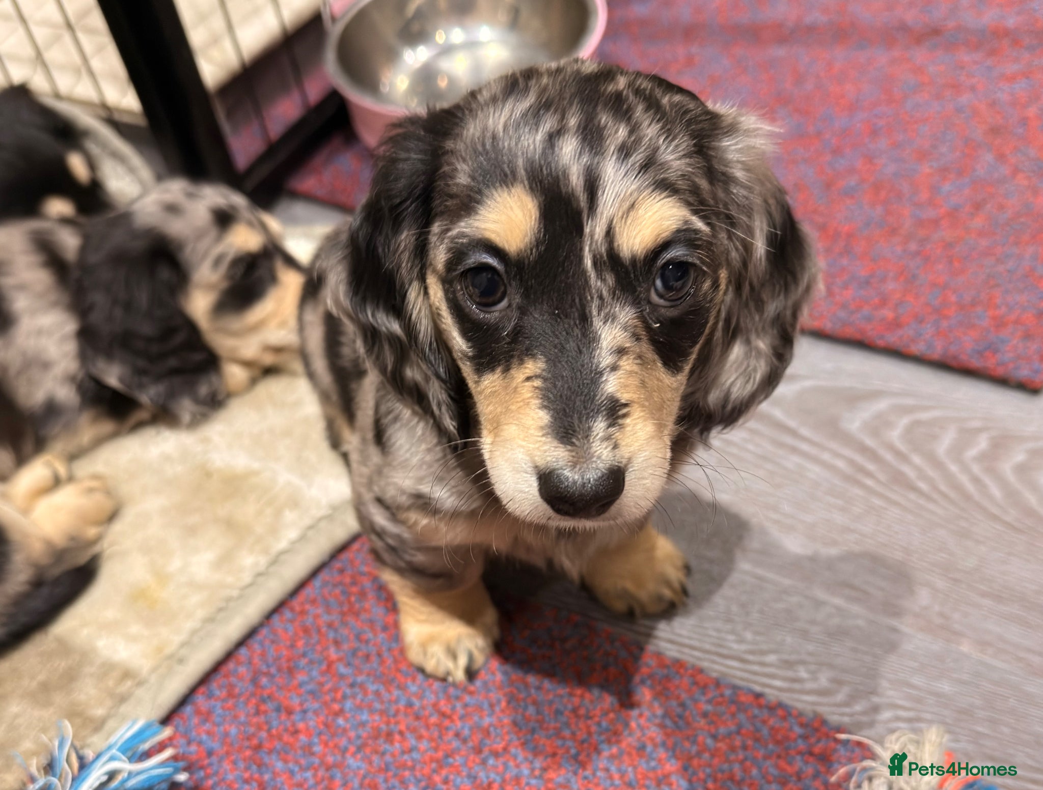 Miniature Dachshund dogs Litter of 5 stunning puppies - Advert 2