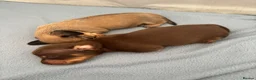 Miniature Dachshund dogs for sale: Beautiful Miniature Dachshund Puppies – Ready Soon in Stratford-upon-Avon - Advert 4