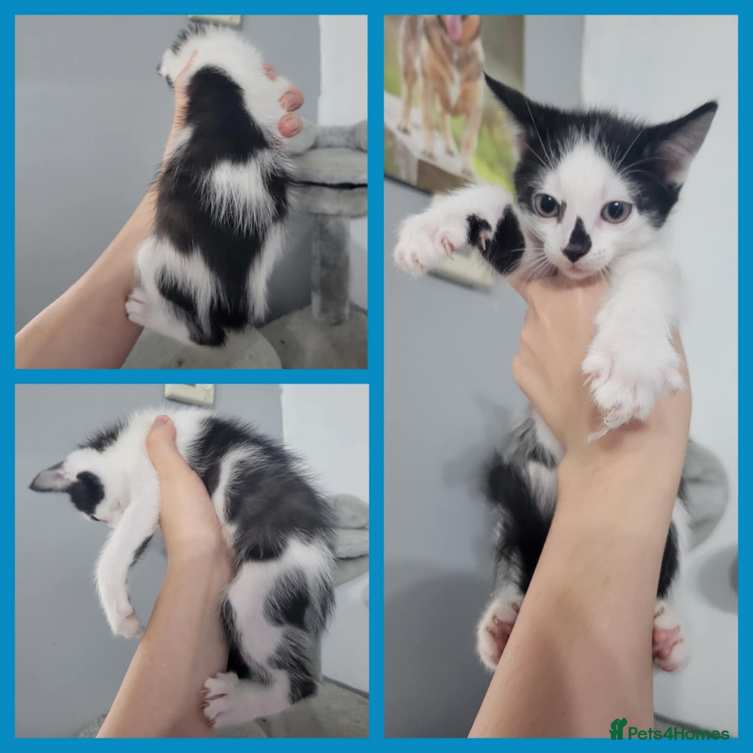 Mixed Breed cats for sale: Mixed breed kittens  - Image 3
