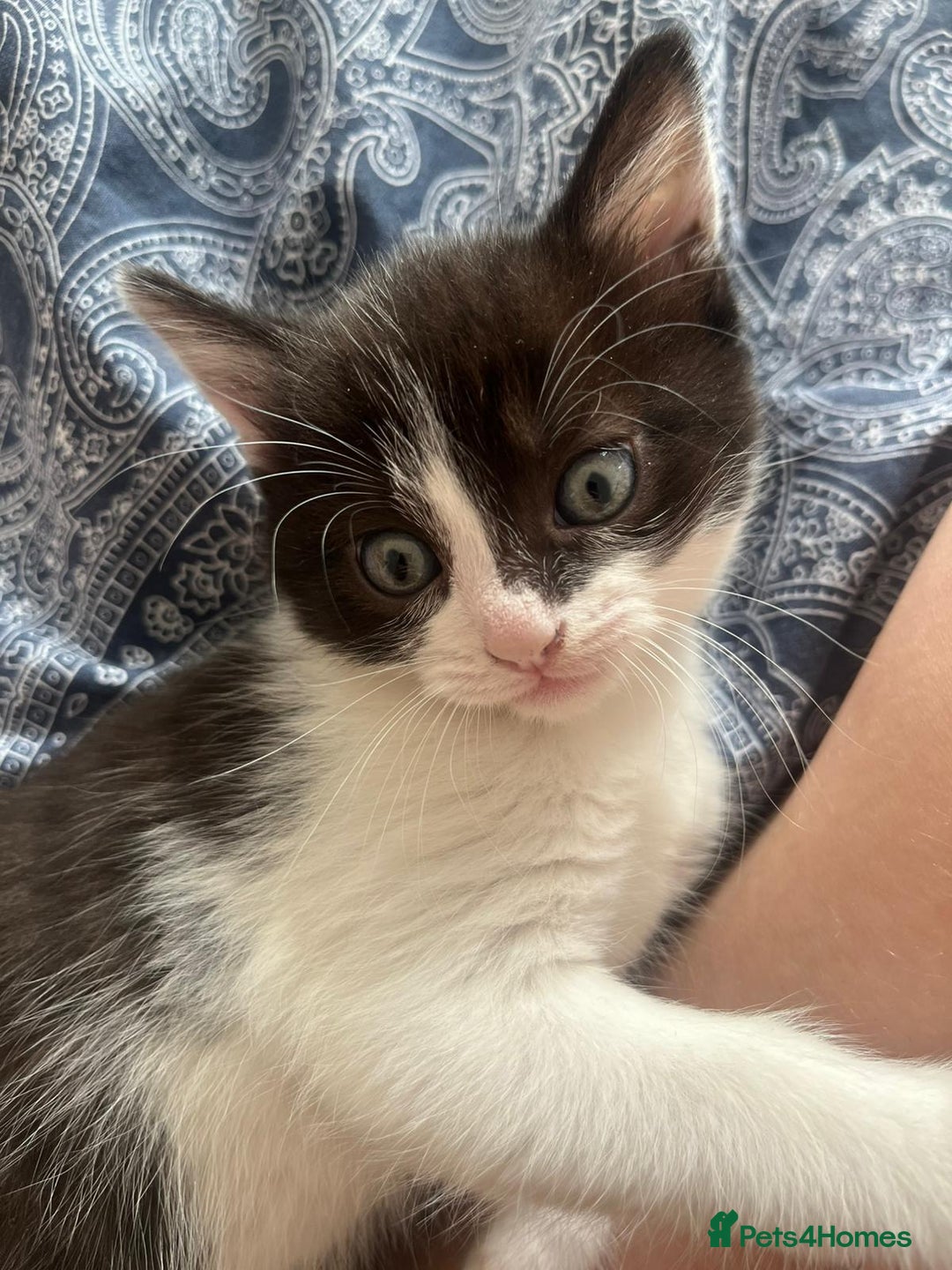 Mixed Breed cats for sale: Two charming female kittens - Image 10