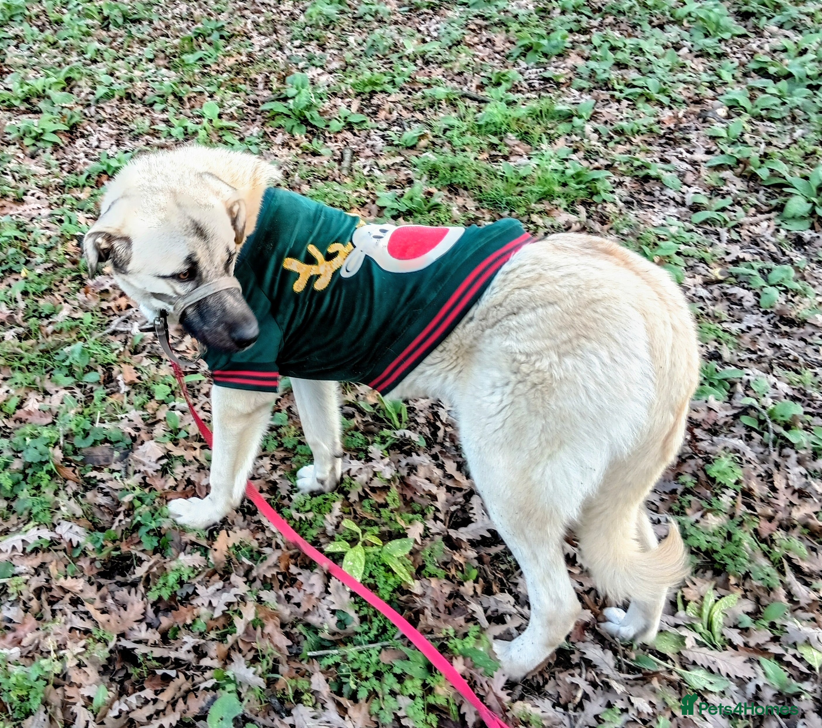 Mixed Breed dogs Livvy. Adorable mixed breed. - Advert 2