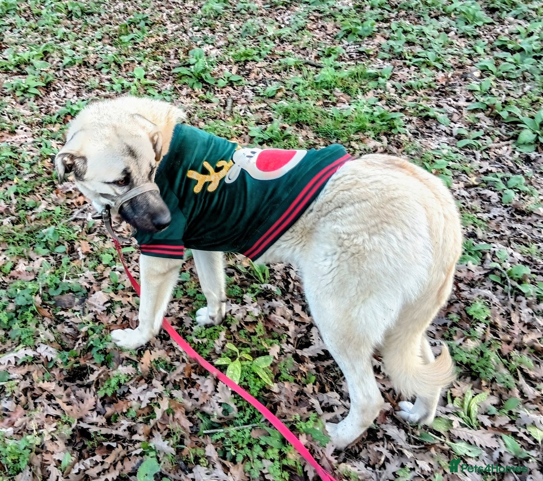 Mixed Breed dogs for sale: Livvy. Adorable mixed breed. - Advert 1