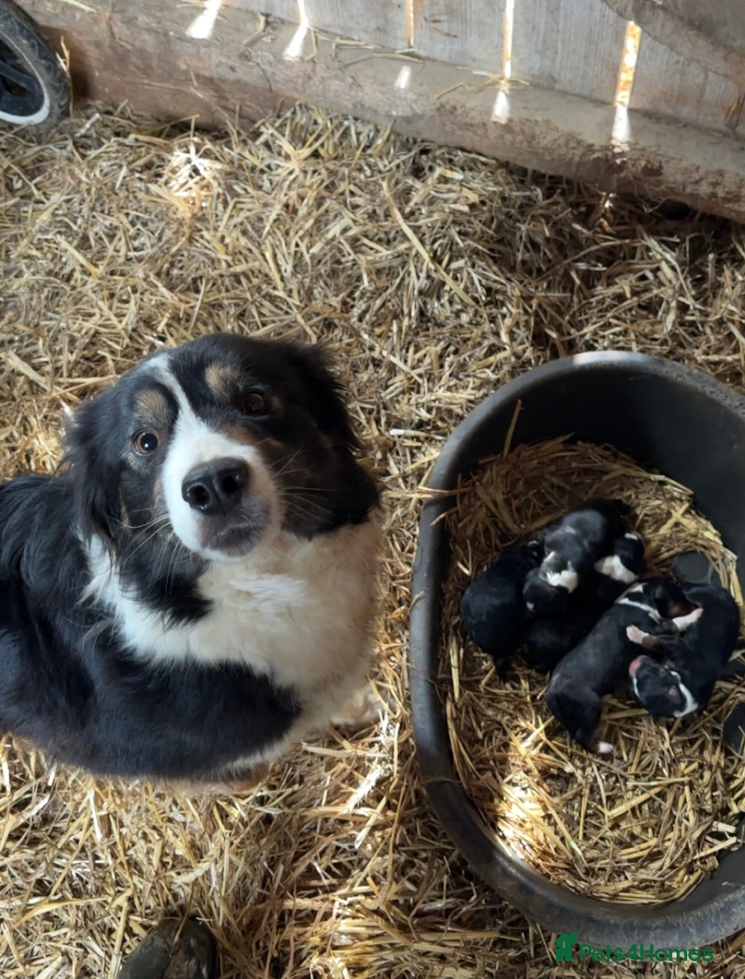 Border Collie dogs for sale: Quality Long Coated Tri Border Collie Puppies - Advert 21