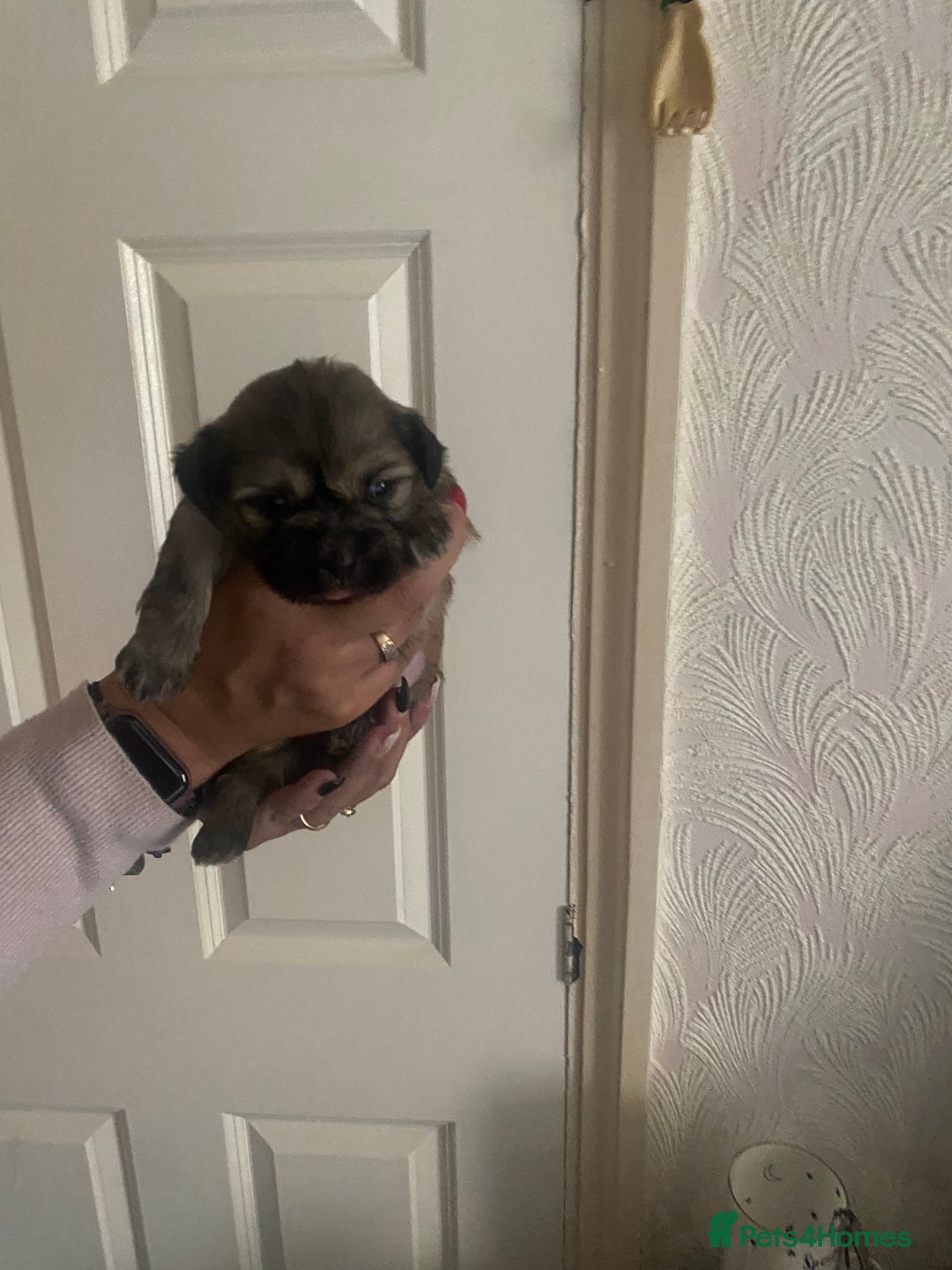 Shih Tzu dogs for sale: Puppy for sale  - Image 2