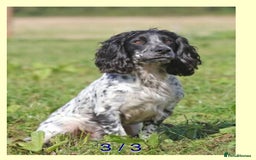 Cocker Spaniel dogs for sale: Kennel Club registered working cockers  - Image 9