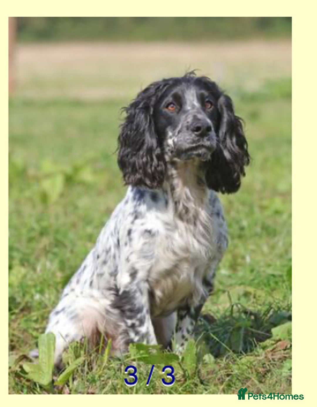 Cocker Spaniel dogs for sale: Kennel Club registered working cockers  - Image 9