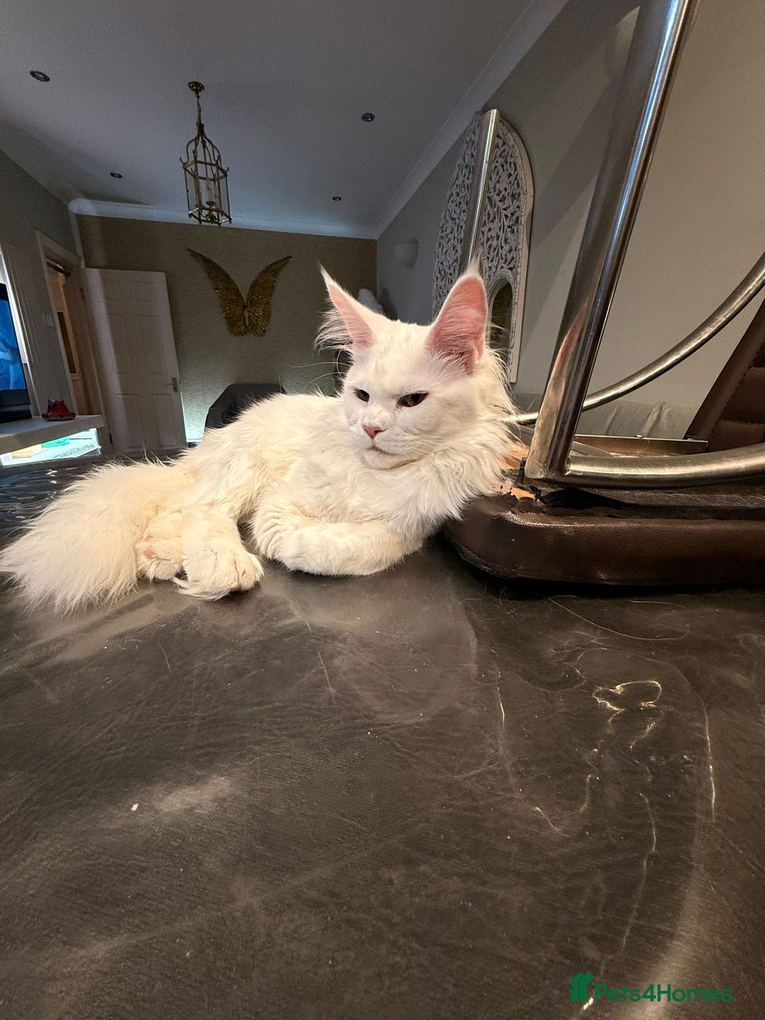 Maine Coon cats for sale: TICA-Registered Russian Bloodline Maine Coon Kitte - Advert 2