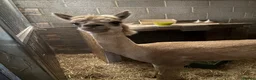 Alpaca livestock for sale: Group of Alpaca for sale - Advert 1