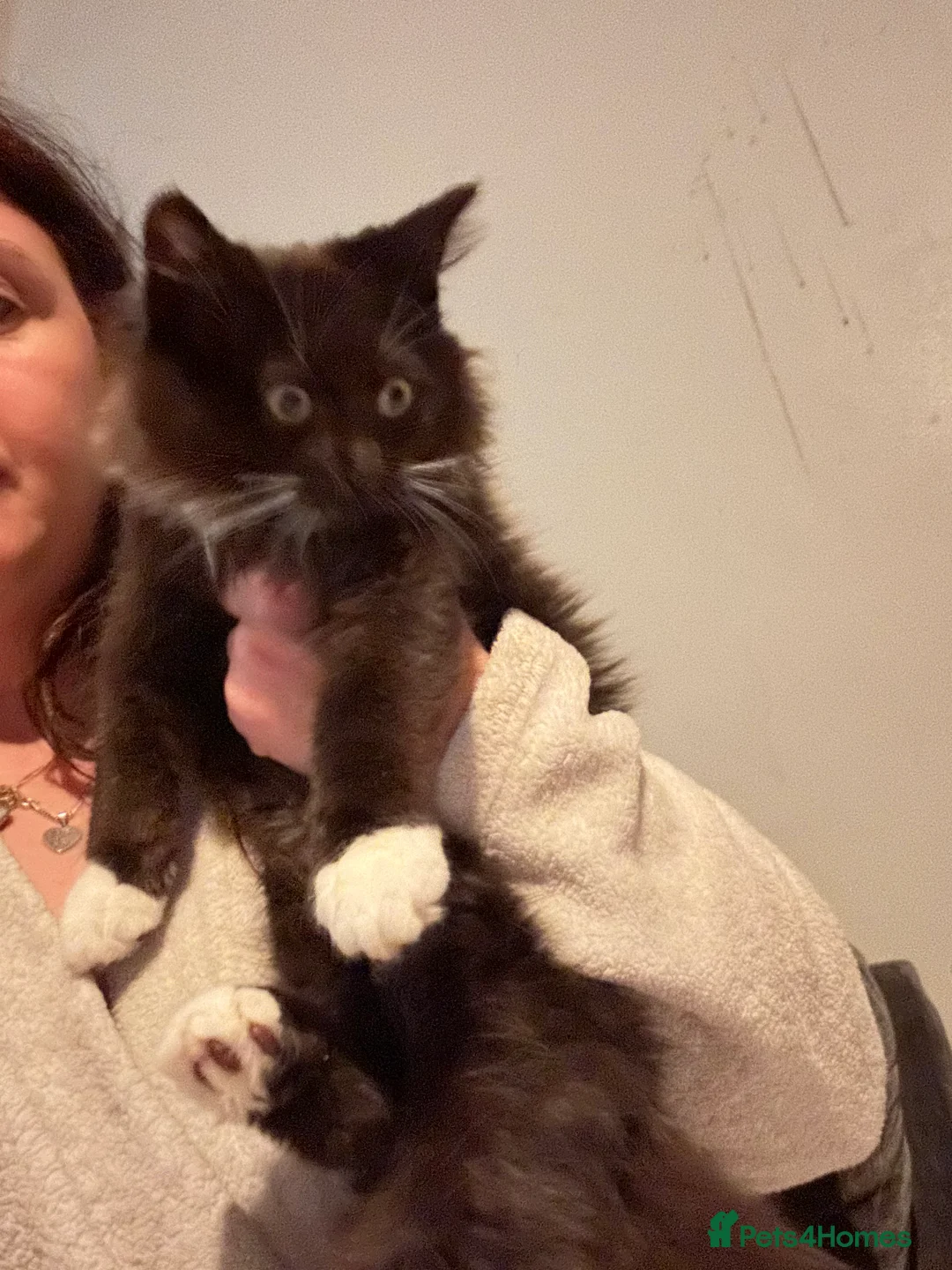 Maine Coon cats for sale: Maine coon cross - Advert 2