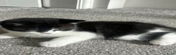 British Shorthair cats for sale: British shorthair cross Domestic longhair kittens  in Chesterfield - Advert 6