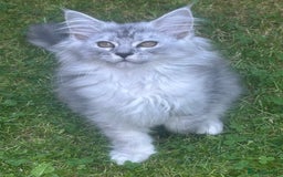 Maine Coon cats for sale: Main Coon kittens for sale - Image 1